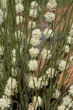 APII jpeg image of Lomandra leucocephala subsp. robusta  © contact APII