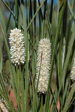 APII jpeg image of Lomandra leucocephala subsp. robusta  © contact APII