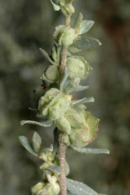 APII jpeg image of Atriplex vesicaria subsp. macrocystidia  © contact APII