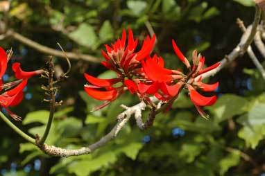 APII jpeg image of Erythrina variegata  © contact APII