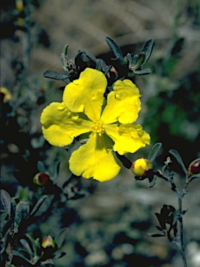 APII jpeg image of Hibbertia villosa  © contact APII