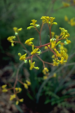 APII jpeg image of Anigozanthos pulcherrimus  © contact APII