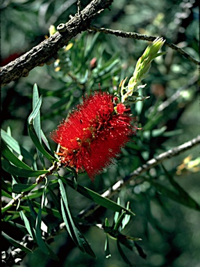 APII jpeg image of Callistemon glaucus  © contact APII