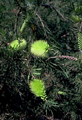 APII jpeg image of Callistemon pachyphyllus var.  © contact APII