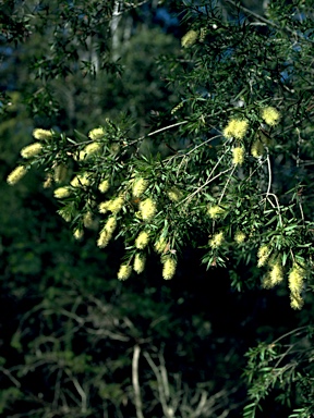 APII jpeg image of Callistemon shiressii  © contact APII