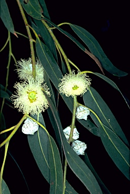 Tasmania - Floral Emblems - Australian Plant Information