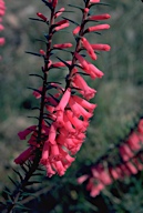 Epacris impressa - click for larger image