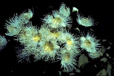 APII jpeg image of Angophora hispida  © contact APII