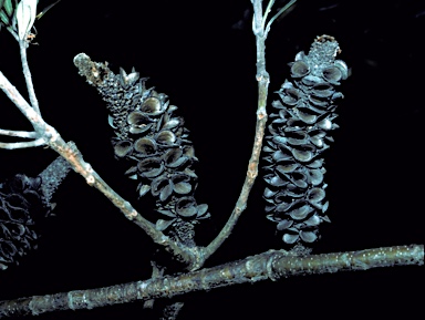 APII jpeg image of Banksia integrifolia  © contact APII