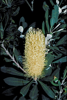 APII jpeg image of Banksia integrifolia  © contact APII