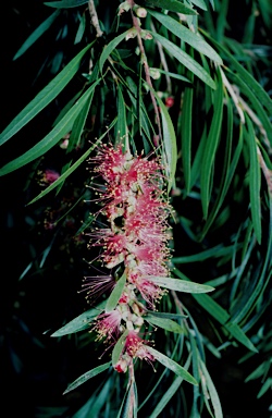 APII jpeg image of Callistemon 'Injune'  © contact APII