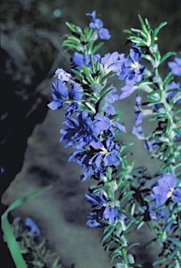 APII jpeg image of Dampiera rosmarinifolia  © contact APII