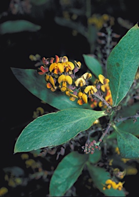 APII jpeg image of Daviesia latifolia  © contact APII