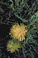 Dryandra fraseri - click for larger image
