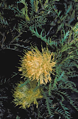 APII jpeg image of Banksia fraseri  © contact APII