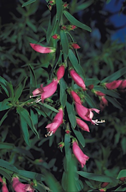 APII jpeg image of Eremophila glabra  © contact APII