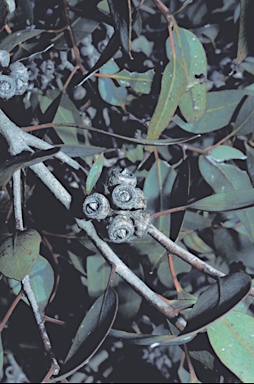 APII jpeg image of Eucalyptus goniantha  © contact APII