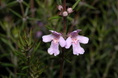 APII jpeg image of Westringia 'Lavender Breeze'  © contact APII