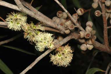 APII jpeg image of Eucalyptus ligustrina  © contact APII