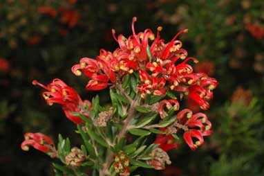 APII jpeg image of Grevillea 'Knock Out'  © contact APII