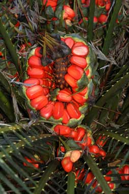 APII jpeg image of Macrozamia communis  © contact APII