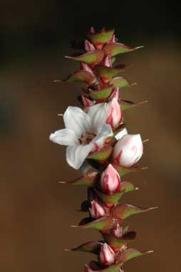 APII jpeg image of Epacris gunnii  © contact APII