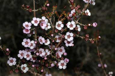 APII jpeg image of Baeckea crassifolia  © contact APII