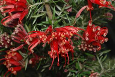 APII jpeg image of Grevillea 'Allyn Radiance'  © contact APII