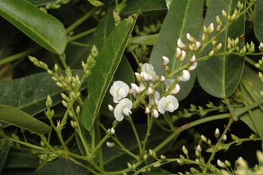 APII jpeg image of Hardenbergia violacea 'White Out'  © contact APII