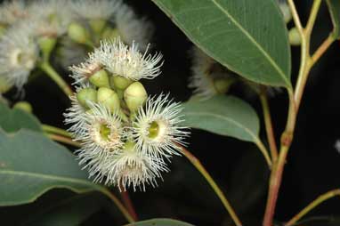 APII jpeg image of Eucalyptus paniculata  © contact APII