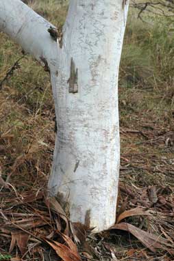 APII jpeg image of Eucalyptus haemastoma  © contact APII