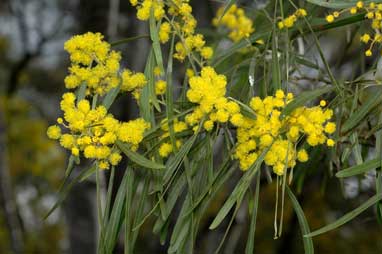 APII jpeg image of Acacia neriifolia  © contact APII