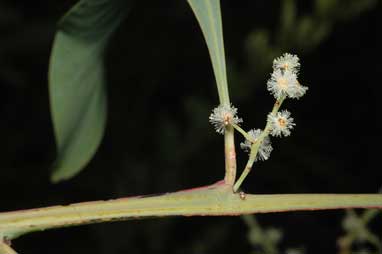 APII jpeg image of Acacia falcata  © contact APII