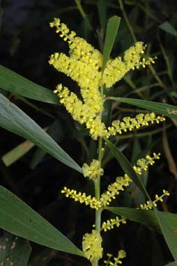 APII jpeg image of Acacia longifolia subsp. longifolia  © contact APII