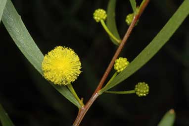 APII jpeg image of Acacia dodonaeifolia  © contact APII