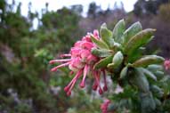 Grevillea iaspicula