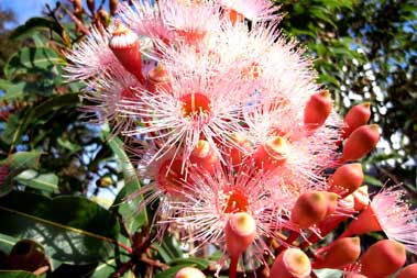 APII jpeg image of Corymbia 'Summer Beauty'  © contact APII