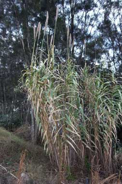 APII jpeg image of Arundo donax  © contact APII