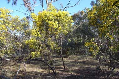 APII jpeg image of Acacia pycnantha  © contact APII