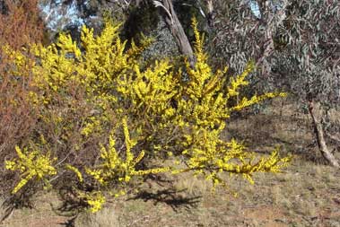 APII jpeg image of Acacia paradoxa  © contact APII