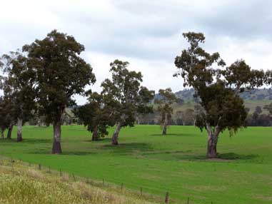 APII jpeg image of Eucalyptus camaldulensis  © contact APII