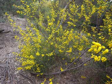 APII jpeg image of Acacia caroleae  © contact APII