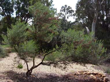 APII jpeg image of Grevillea 'Sid Reynolds'  © contact APII