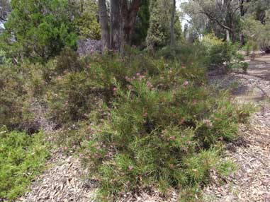 APII jpeg image of Grevillea oldei  © contact APII