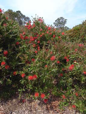 APII jpeg image of Callistemon 'Endeavour'  © contact APII