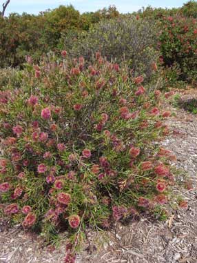 APII jpeg image of Callistemon 'Marlborough'  © contact APII