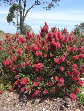 APII jpeg image of Callistemon 'Western Glory'  © contact APII