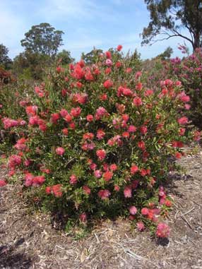 APII jpeg image of Callistemon 'Demesne Rowena'  © contact APII