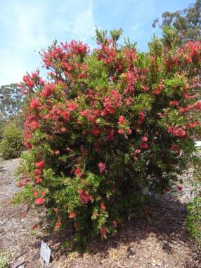 APII jpeg image of Callistemon 'Rose Opal'  © contact APII