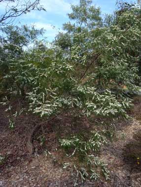 APII jpeg image of Myoporum floribundum  © contact APII